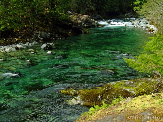 Cool Green None