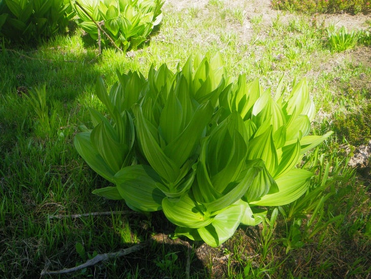 Corn Lily None
