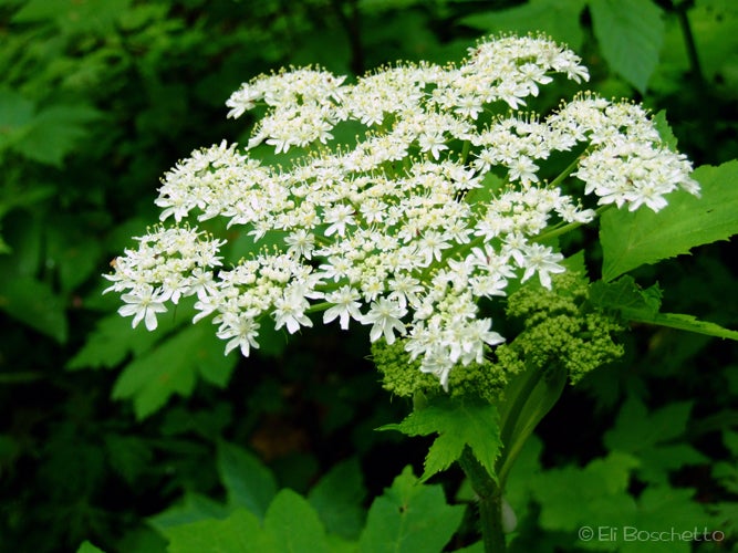 Cow Parsnip None