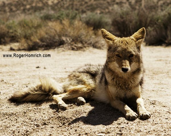Coyote None