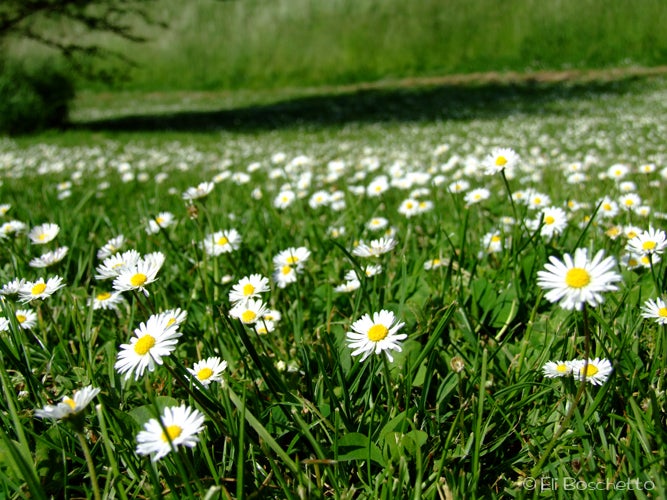 Daisy Meadow None
