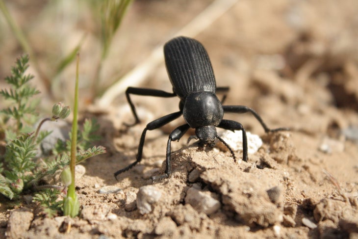 Darkling Beetle None