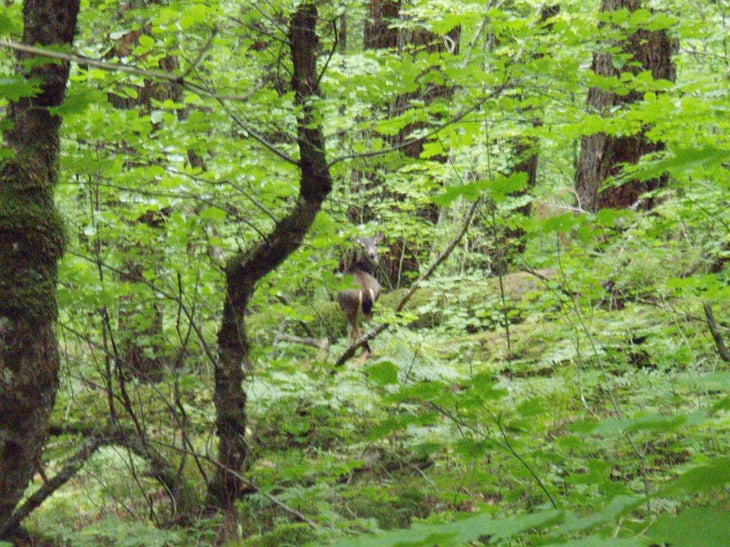 Deer None