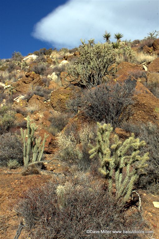 Desert Landscape None