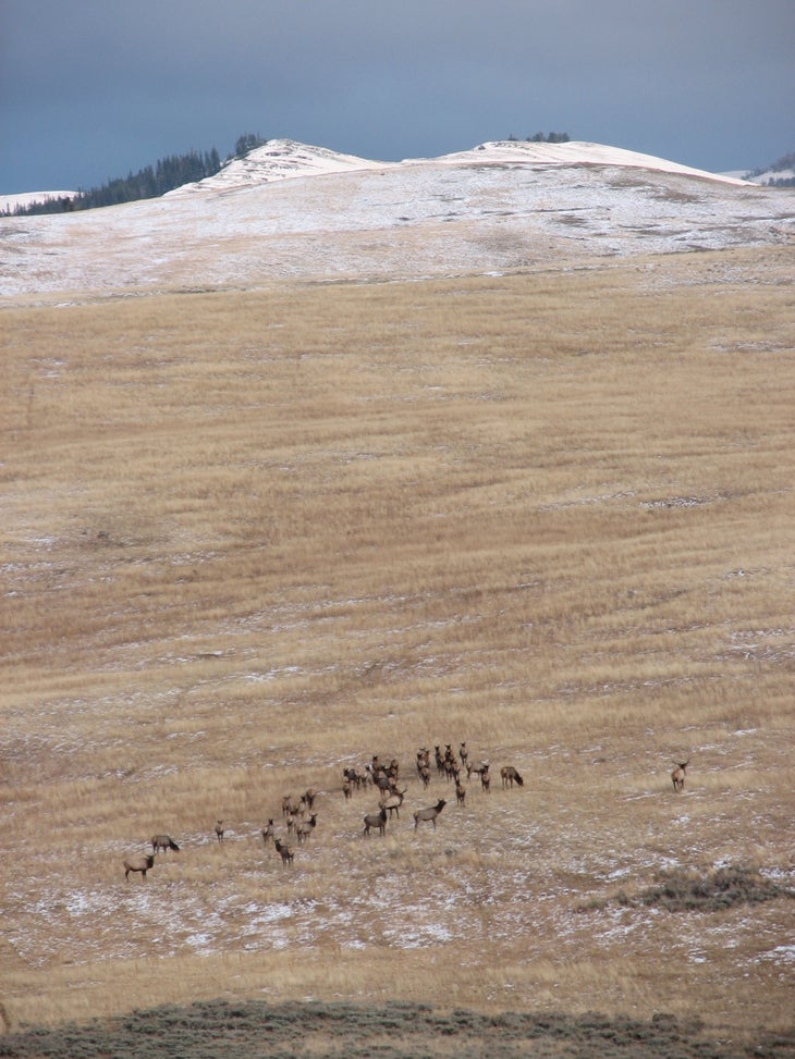 Distant Elk None