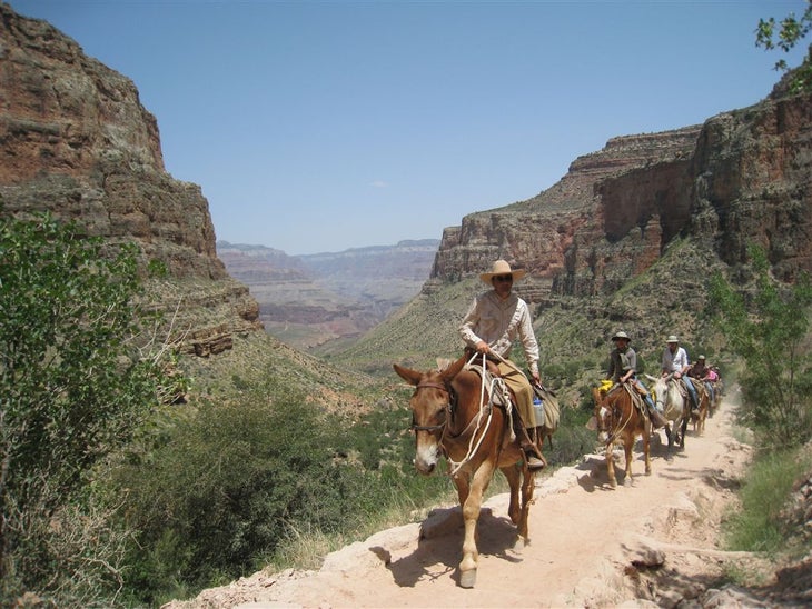 Donkey Train None