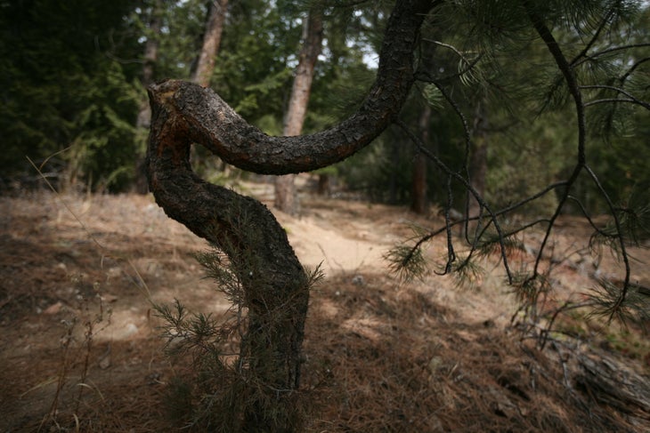 Dr. Suess Tree None