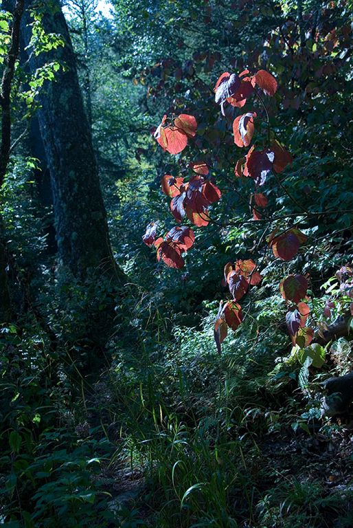 Early Season Foliage None