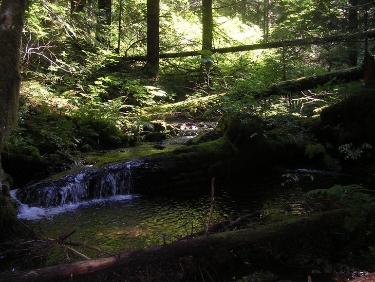 East Fork of Horsetail Creek None