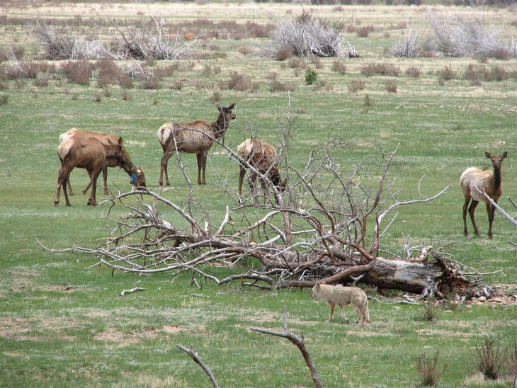 Elk None