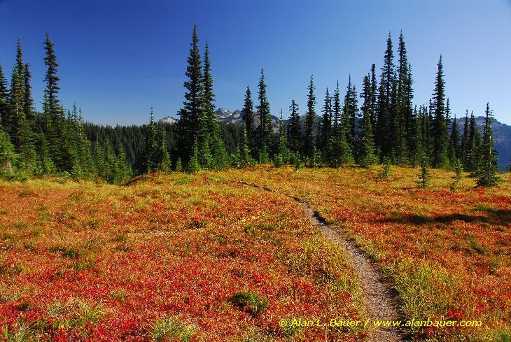 Fall color in the meadows below Mildred Point None