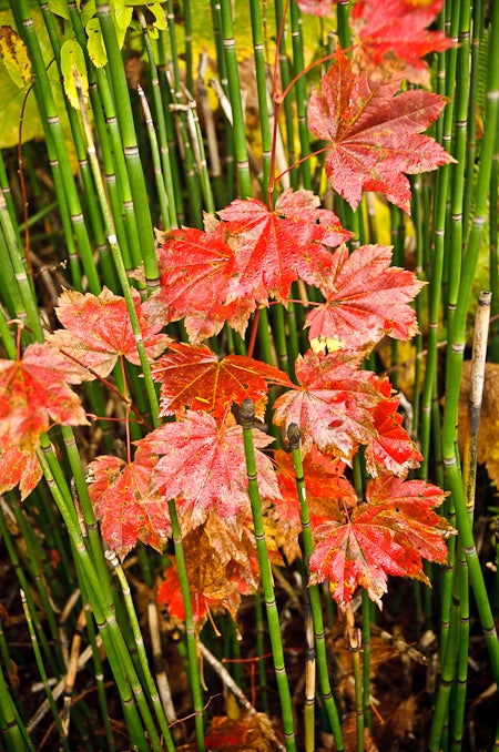 Fall Foliage None