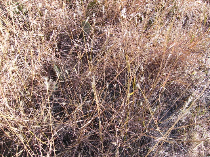Fall grass None