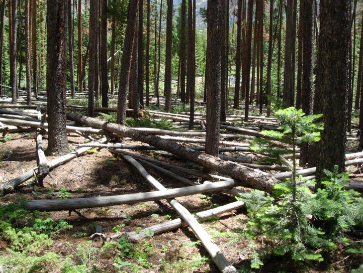 Fallen Pine None