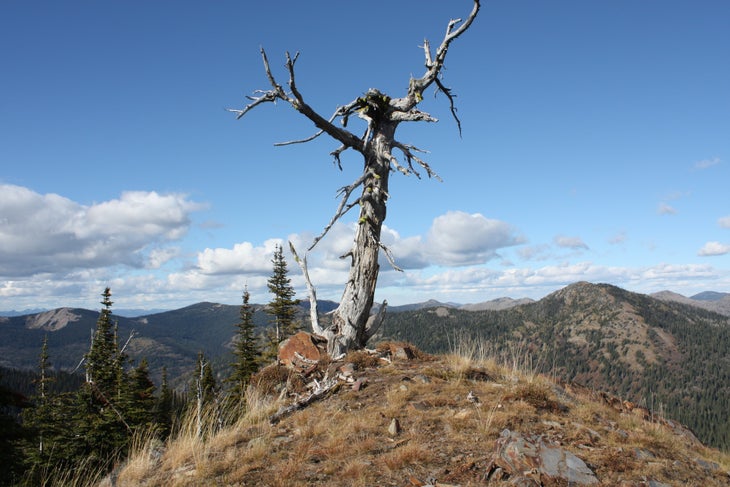 False Peak None