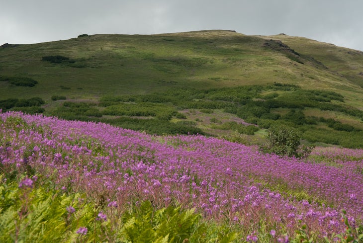 Fields of purple None