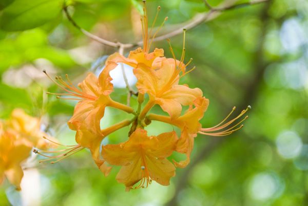 Flame azalea None