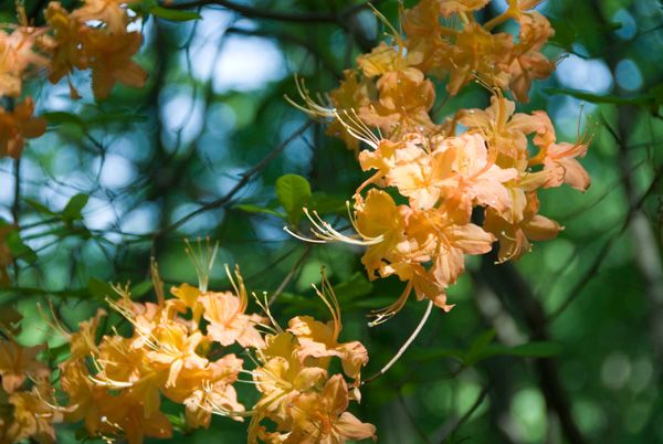 Flame azaleas None