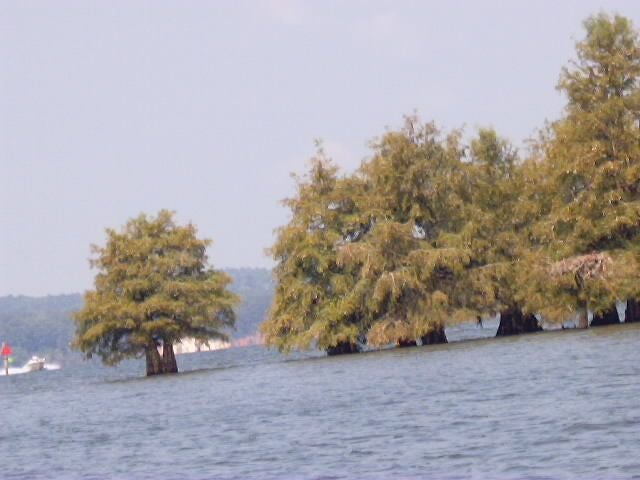 Floating Trees None