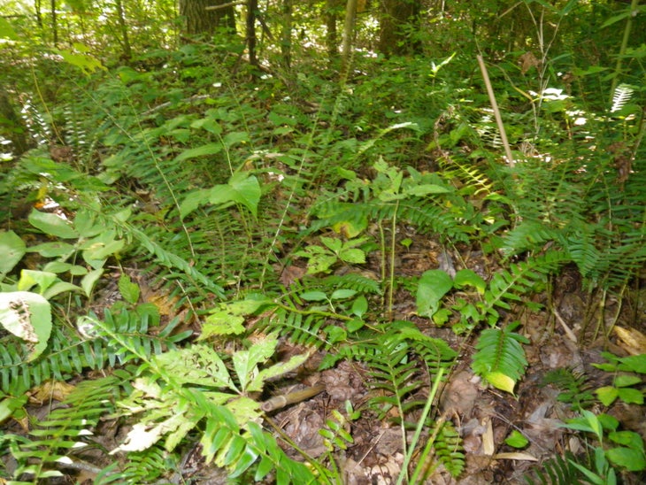 Flora of the Shawnee None