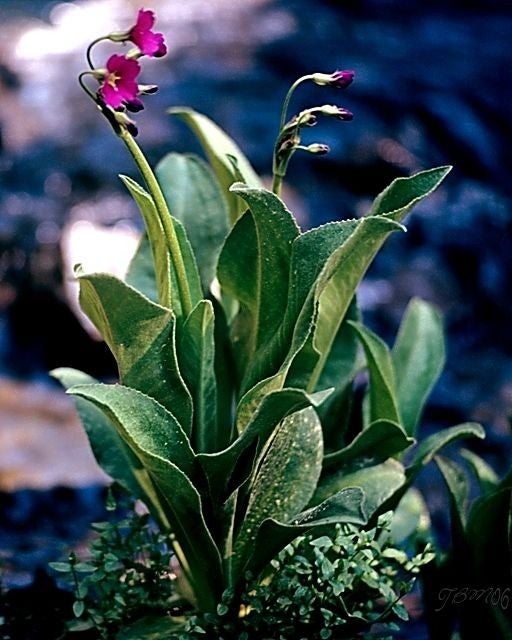 Flower None