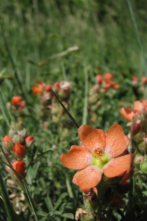 Flower None