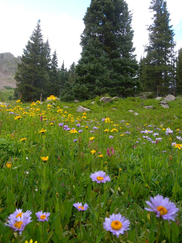 Flowers None