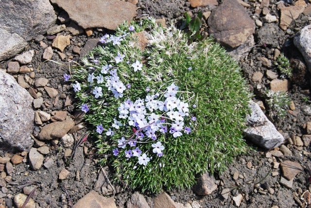 Flowers None