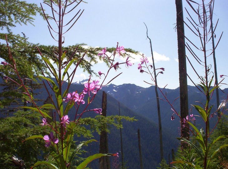 Flowers None
