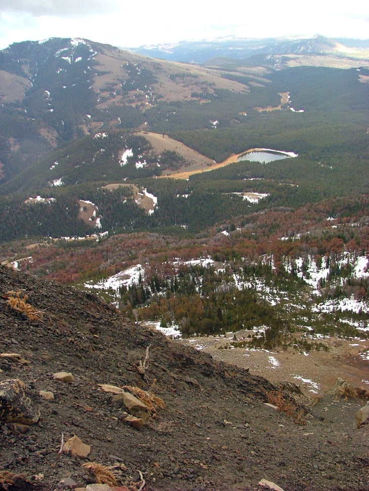 Forest Below None