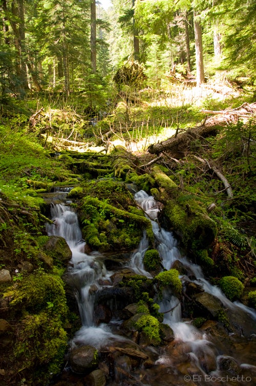 Forest Cascade None