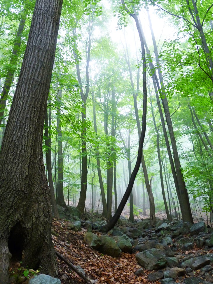 Forested Climb None