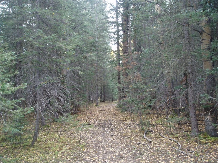 Forested Trail None