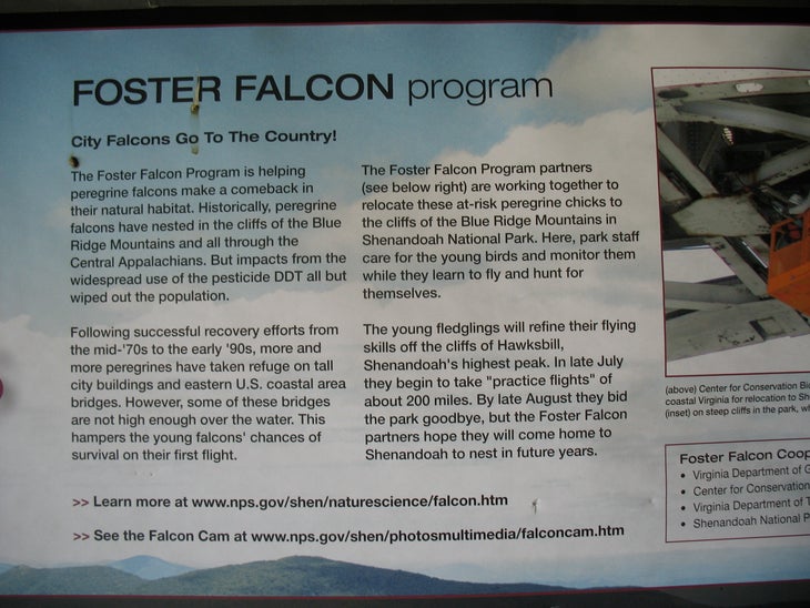 Foster Falcon Program None