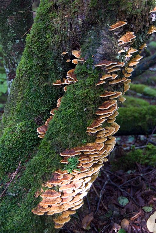 Funky Fungi None