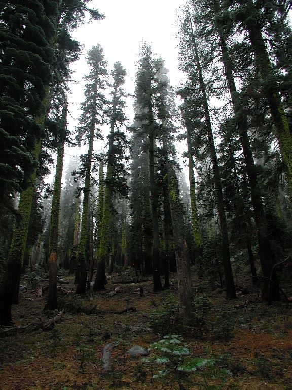 Ghosts of the Forest None