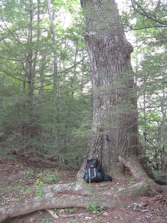 Giant Chestnut Oak None