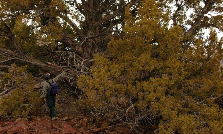 Giant Junipers None