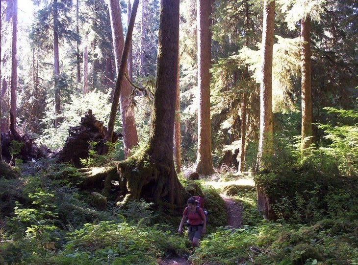 Gigantic Trees None