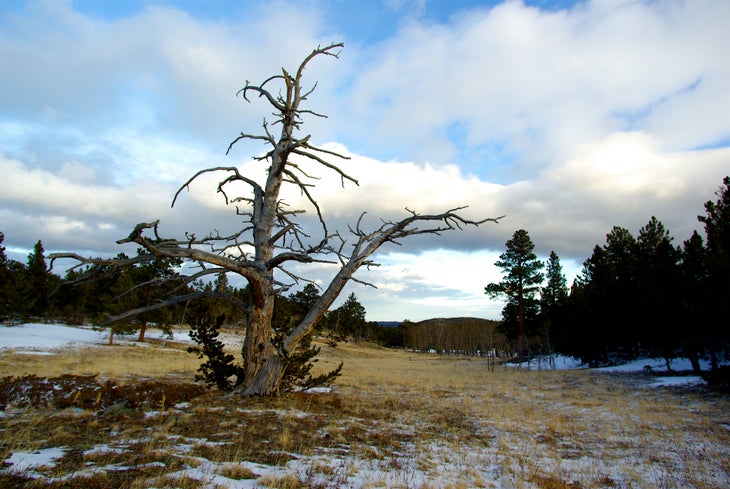 Gnarled Tree None