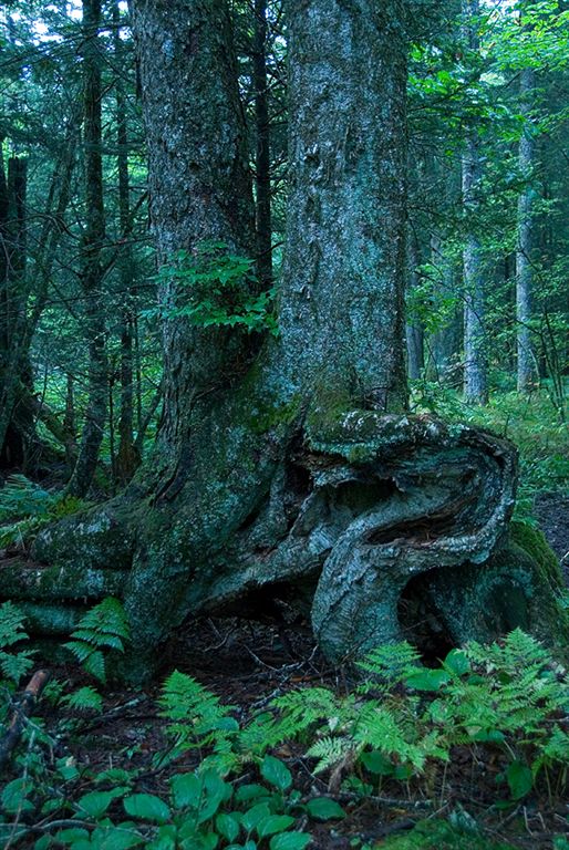 Gnarly Roots None