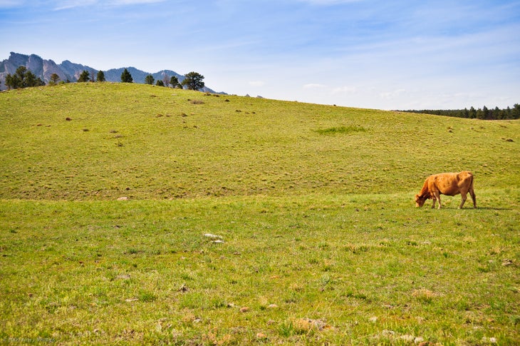 Grazing Cattle None