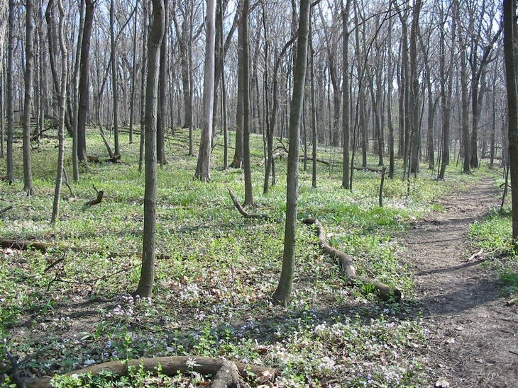 Green Trail None