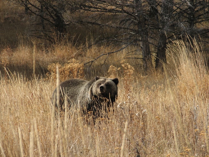 Grizzly Bear None