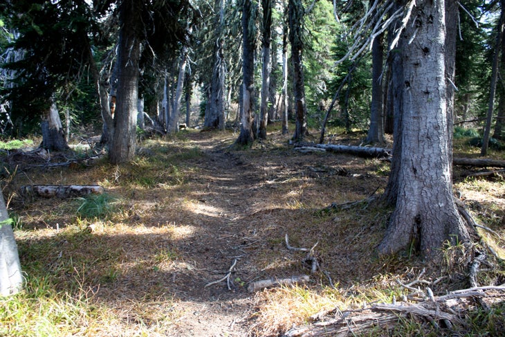 Hallway Of Trees None