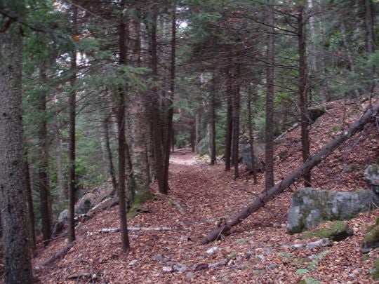 Hardwood Forest None