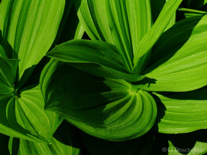 Hellebore None