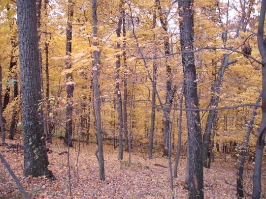 Hillsides draped in yellow None