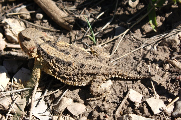 Horned Lizard None