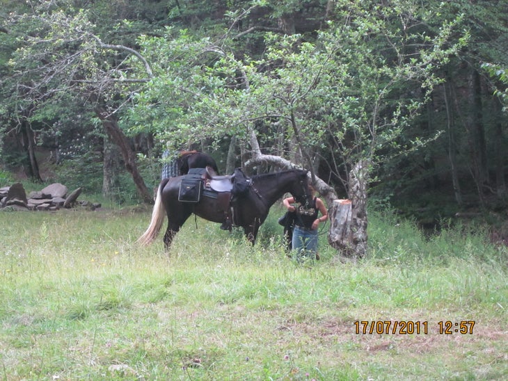 Horses at Judy Spring Campground None